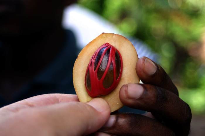 Nutmeg is a drupe like apricot, fleshy fruit surrounds a shell of hard endocarp containing a seed (nutmeg) enveloped by mace aril, a redish brown lace-like fibre.