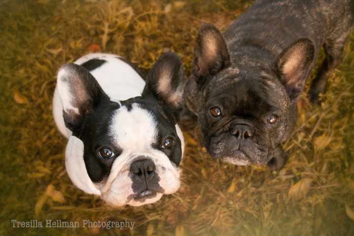 French Bulldogs thrive on the company of their human companions but they generally also appreciate the company of another dog. There are exceptions to this rule but generally speaking they enjoy playing with other dogs.