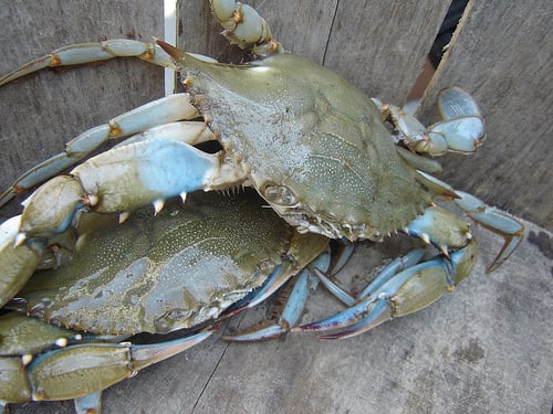 Blue crab populations have drastically dropped over the years.