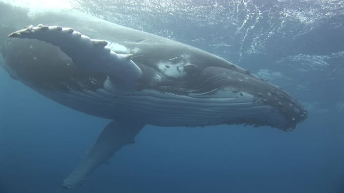 Marine Mammal Facts: Gray Whale (Eschrichtius robustus) - HubPages