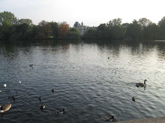 At the bottom corner of the area, Eagle Pond resembles Swan Lake at times - the handsome 'Mock Tudor' building at the far side of the pond is Snaresbrook Crown Court. All the waterfowl had crowded around someone to my left, including swans