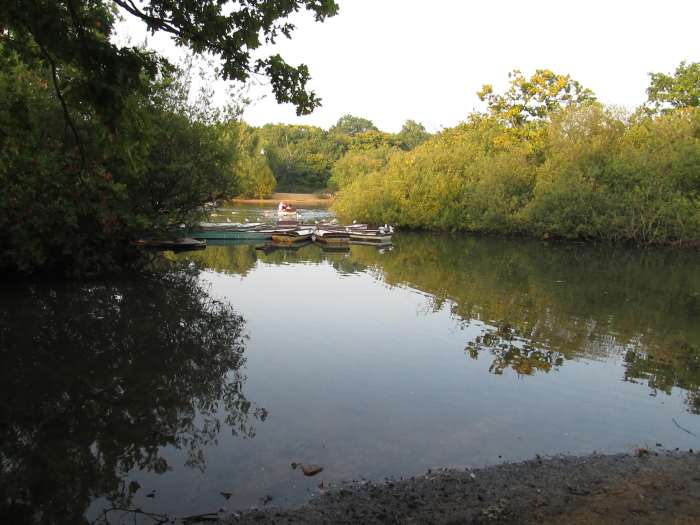Close to the boat hire shore, rowing boats are chained together around a couple of eyots - looks like they've got a few residents, terns that don't like to get their feet wet