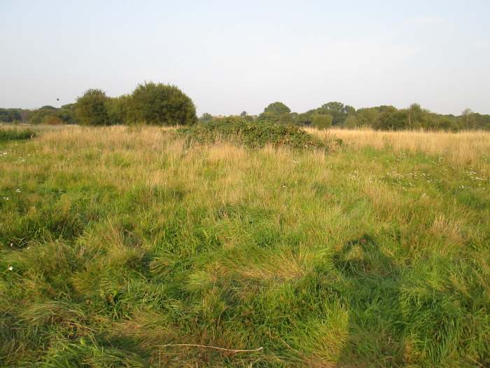 This view, taken towards the north of the area shows a bit of the breadth of the open area. It takes about twenty minutes of unhurried walking to do the length along the A114 Whipps Cross Road