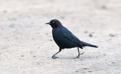 A Brewer's Blackbird suffering from its common foot malady.