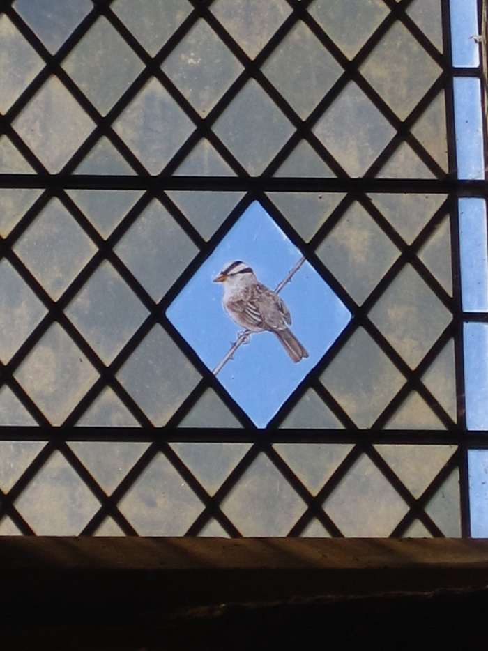 White-crowned Sparrows inspire art. This is a stained glass depiction of a WC at St. Margaret's Church, Cley Next the Sea, Norfolk.