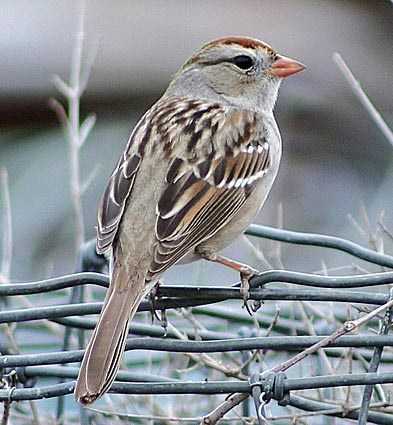 White-crowned Sparrow Juvenile