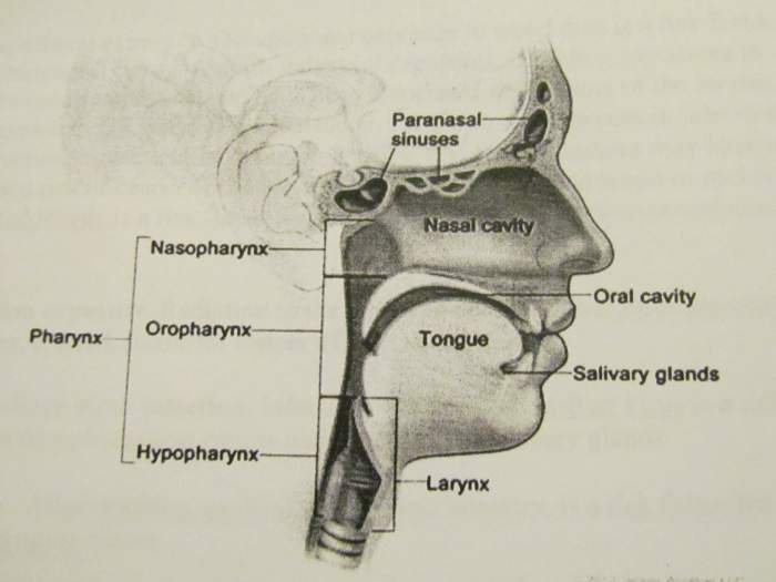 Head and Neck Cancer Regions - Paranasal sinuses and nasal cavity: The paranasal sinuses are small hollow spaces in the bones of the head surrounding the nose. The nasal cavity is the hollow space inside the nose." Walker's cancer existed there.