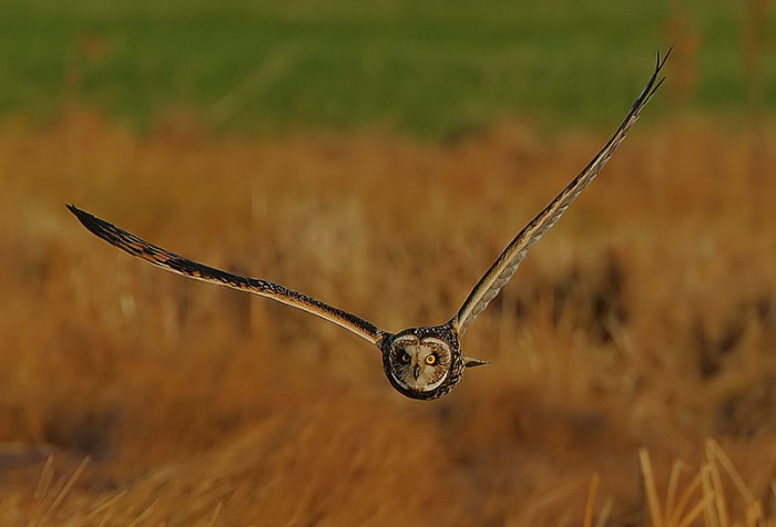 Short-eared Owls in Britain typically breed in Northern areas, normally in upland areas. During the autumn and winter though, they become more widespread. Source: Steve Garvie via Wikimedia Commons
