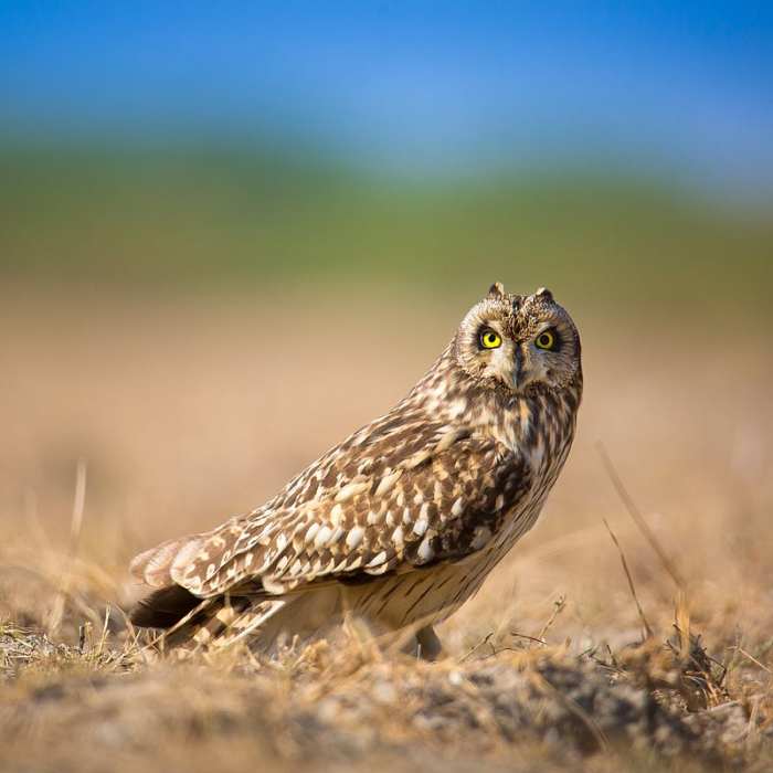 Short-eared owls are one of the most widely distributed birds in the world- found on all continents except for Australia and Antarctica. Source: Sumeet Moghe via Wikimedia Commons