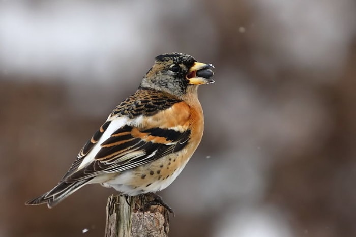 Bramblings are very gregarious and whenever food sources are plentiful they can form flocks numbering in their thousands. Source: mmlolek via Wikimedia Commons