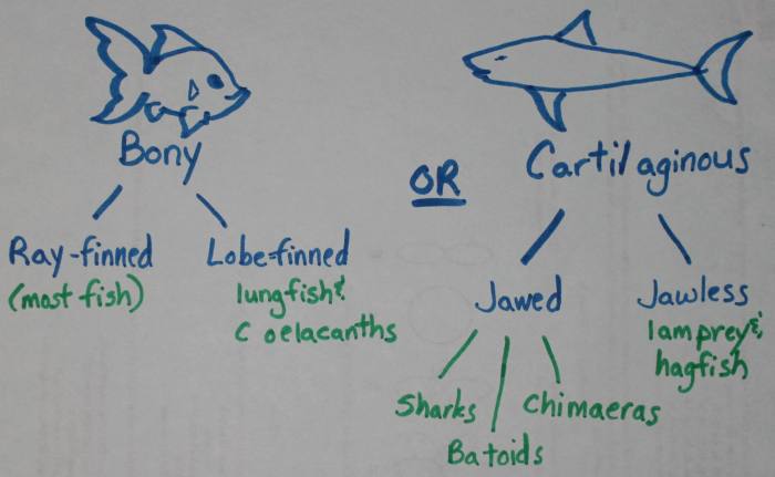 Fish Anatomy and Fish Dissection Lesson for Middle School Biology