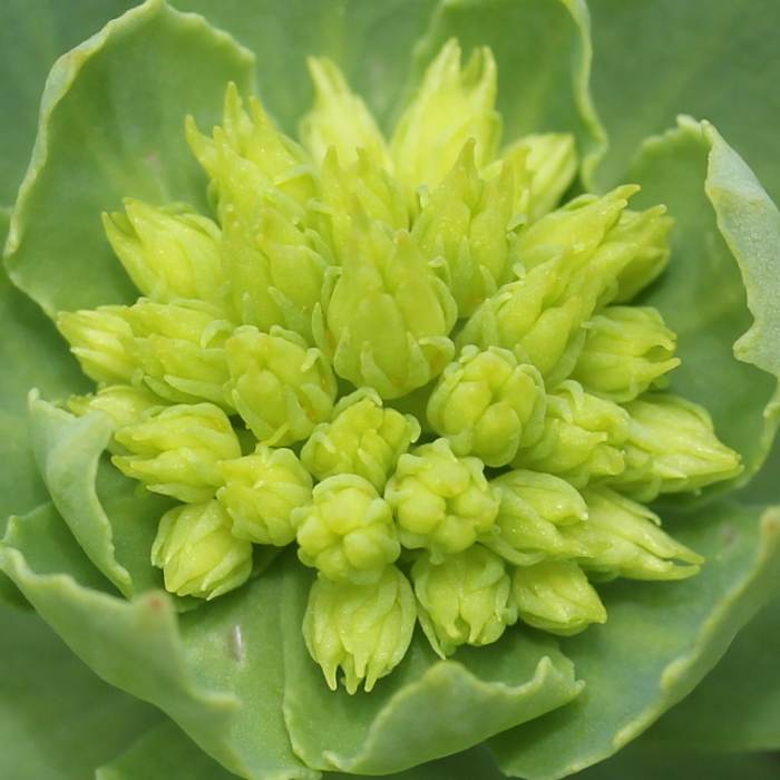 As this plant is named, Arctic root is found in climates where it is colder. While you might not find this plant locally, you can purchase dried herbs at your local health food store.