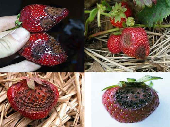 Compendium of Diseases of Crops Strawberry HubPages
