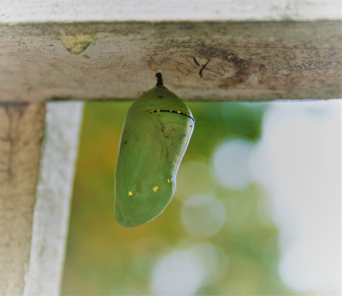 Monarch chrysalises are jade green gems dotted with gold. This one is attached to the picket fence that fronts a section of our waystation.