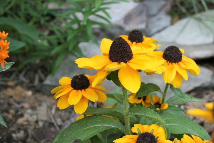 Rudbeckia hirta (black-eyed Susan) is one of the herbaceous perennials in our waystation garden.