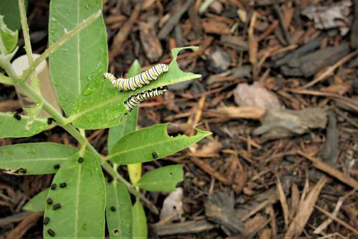 The black granules on the leaves are frass (waste), which caterpillars produce as they feed.