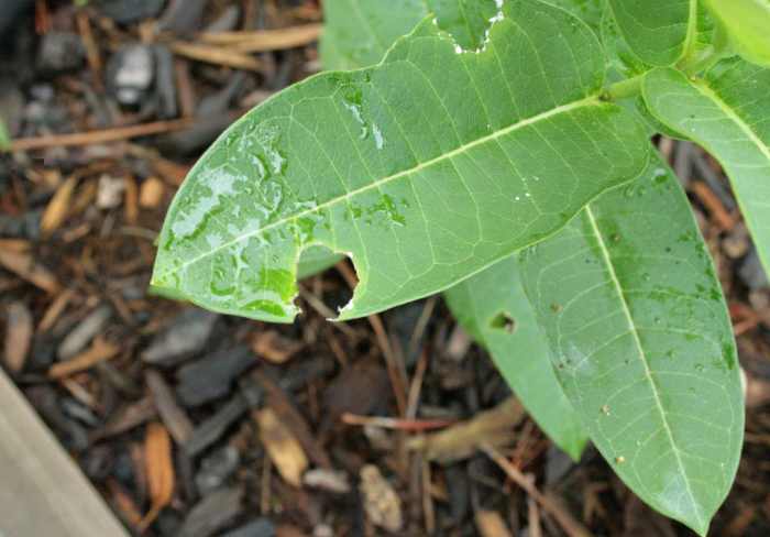 On the common milkweed above, fourth instar Monarch caterpillars have chewed circular areas in the leaves. They do this to minimize the flow of sap as they feed.