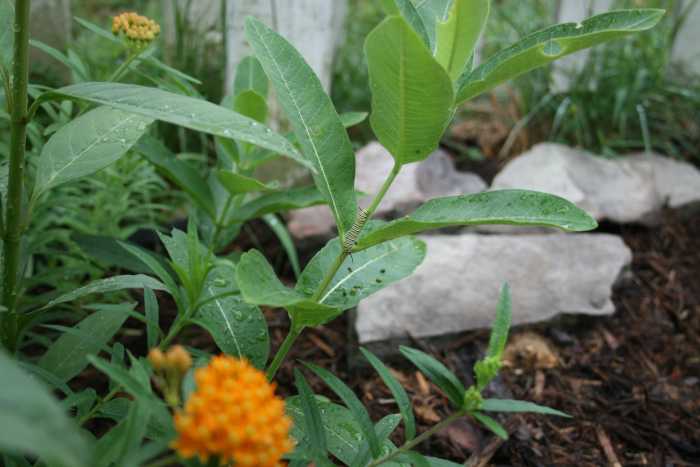 Common milkweed, butterfly weed, and Mexican butterfly weed are among the plants that grow in our waystation garden.