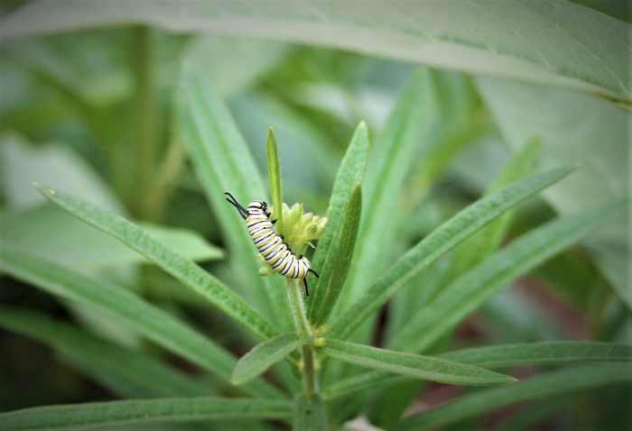 First, second and third instar Monarch larvae often trench feed, eating only a few layers of a leaf's surface rather than chewing through it. Pictured: a young Monarch caterpillar trenches on A. tuberosa, orange milkweed.