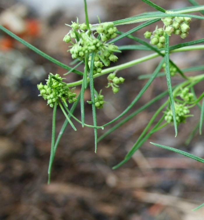 Whorled milkweed, Asclepias verticillata, is a Monarch host plant with needle-like leaves. Pictured: Whirled milkweed in bud.