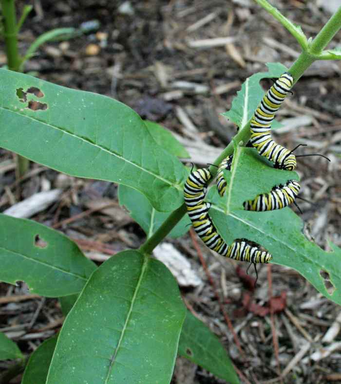 The caterpillars stripped our common milkweed plants of leaves several times. Tropical milkweed was their second favorite, followed by whorled.