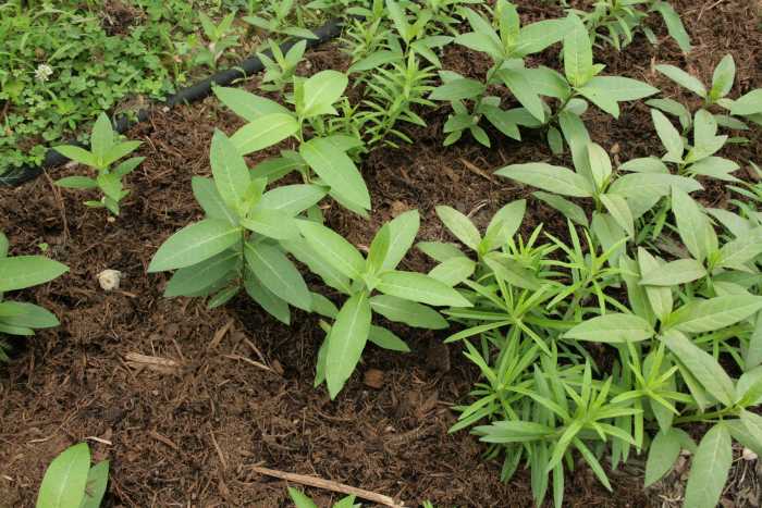 I started the common, orange, and tropical milkweed in our waystation by direct sowing, that is, sowing the seeds directly into a prepared bed.