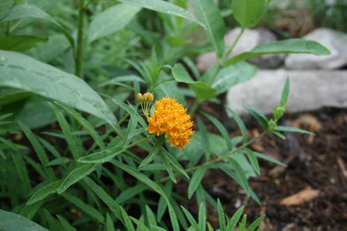Growing several types of milkweed in your Monarch waystation is a good idea. Pictured: Butterfly weed in bloom, common milkweed and Mexican milkweed.