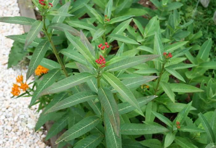 Although Mexican milkweed isn't native to Maryland, I grew a patch this year from seeds collected from a single plant purchased last year. The seeds germinate easily.