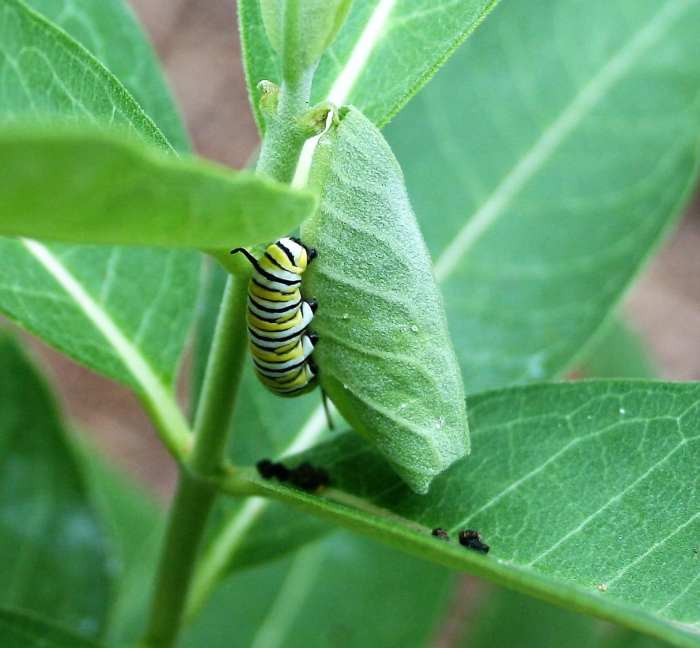 Milkweeds are host plants for several types of pollinators, including Monarchs, Queen butterflies and Tussock moths. Pictured: a Monarch caterpillar.