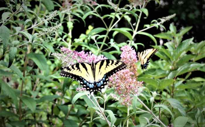 The nectar plants in your Monarch waystation will attract other butterflies, like these Tiger Swallowtails, which are feeding on a butterfly bush (Buddleia davidii).
