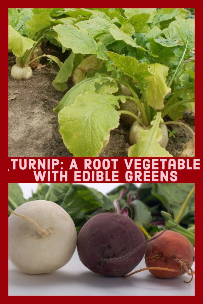 Such a Waste of Valuable Nutrients People Often Keep the Root but Chuck the Greens of Root Vegetables