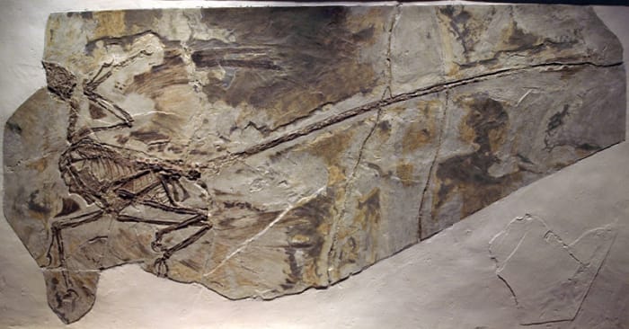 Microraptor fossil - note the markings coming away from the bones, closer inspection reveals they are flight feathers.