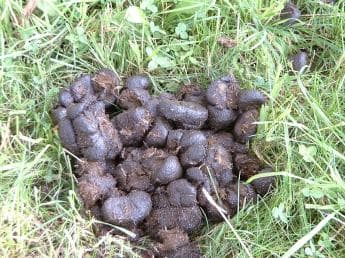 "I learned many things back then of where wisdom can be found, Even from the Horse Manure right there on the ground..."