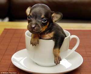 A true Teacup Puppy- This little chihuahua weighs only 3 oz and is still three times smaller than his other litter mates.