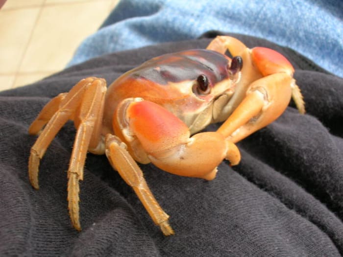 Your Moon Crab Enclosure needs to have a small water pond preferably with a water fall or a small stream of water circulating through it.