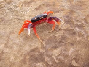 The Moon Crab is a land crab ( a member of the hermit crab family ) that lives on the beaches of Costa Rica.