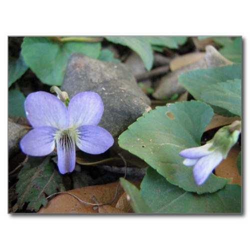 Native Violas and Violets of Louisiana HubPages