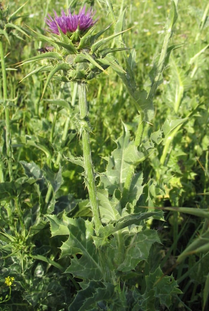 Milk thistle is still utilised in medicinal products that are readily available. Photograph courtesy of Lorch.