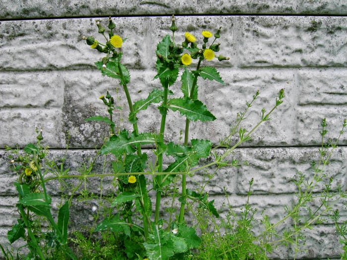 Thistle like foliage and dandelion like flowers are diagnostic features of the sow thistles. Photograph by D.A.L.