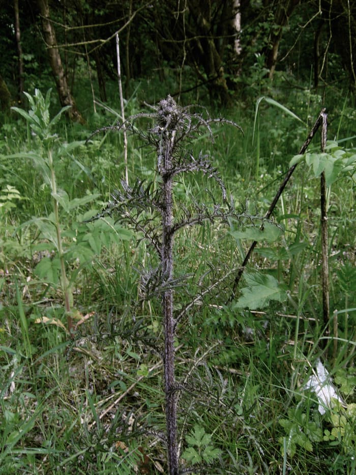 The marsh thistle as it name suggests grows in damp meadows and on wet boggy ground. Photograph by D.A.L.
