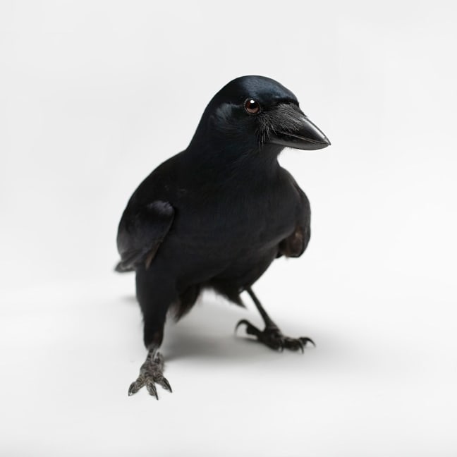 New Caledonian Crow - Worlds Most Intelligent Bird after the Parrot.New Caledonian Crow has the ability to manufacture and use new tools such as knives cut from stiff leaves and stiff stalks of grass