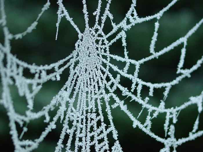 Spider web covered in frost.