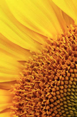 Fig. 3. Sunflower displays florets in spirals typically of 34 and 55. Fibonacci sequence is really present in the nature.