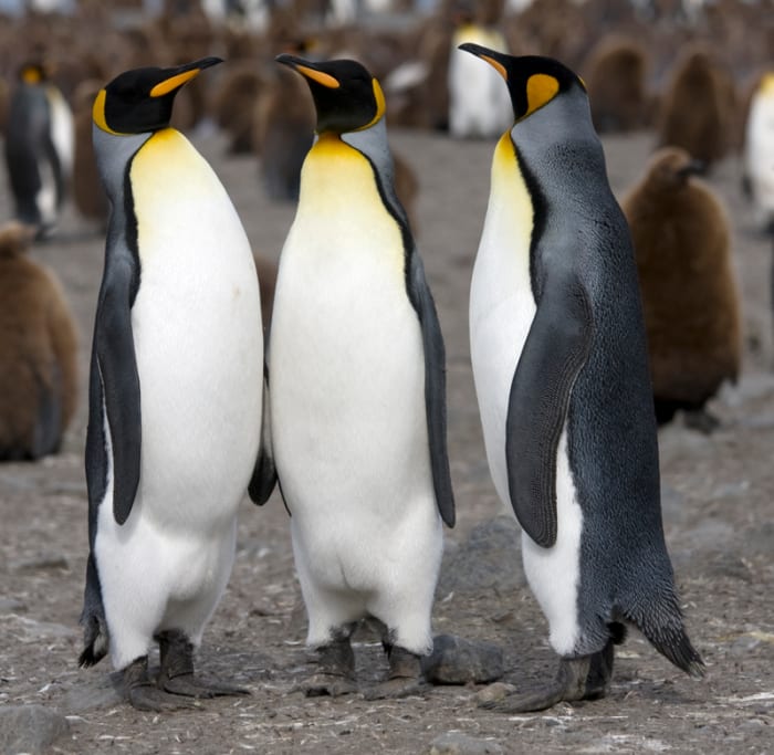A King Penguin, not to be confused with the prehistoric Water King Penguin. Note it's tuxedo like appearance that the Water King Penguin would not have shared.