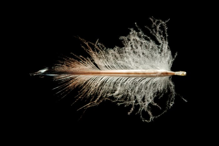 A penguin feather, this one is from a Rock Hopper Penguin have a large shaft and lots of down to keep the penguin warm