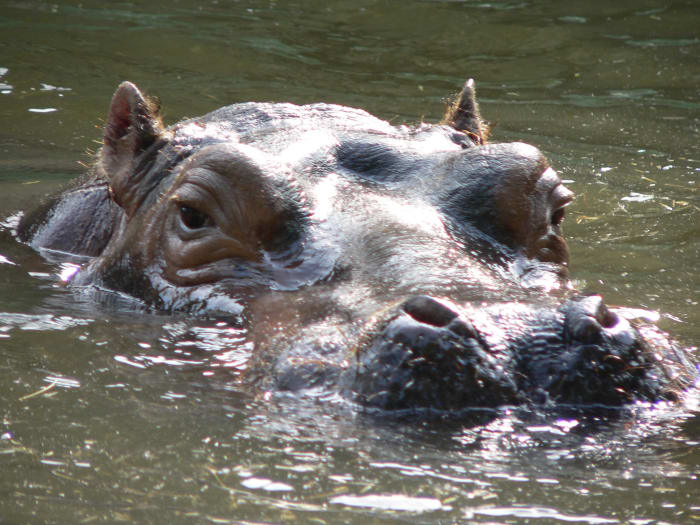 Hippopotamus Facts, Hippo Sweat, and a Natural Sunscreen - HubPages