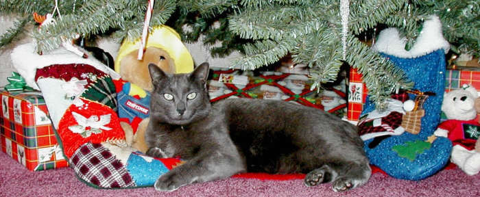 Our Christmas isn't complete without one of our cats enjoying the Christmas tree!
