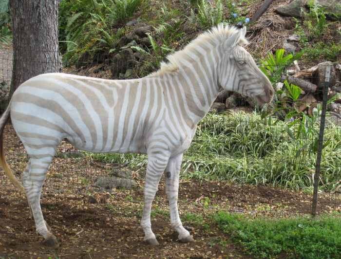 Rare Colored Zebras HubPages