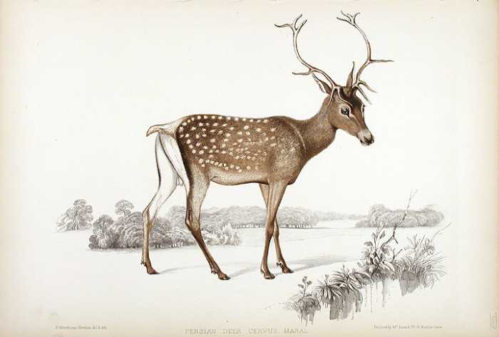 Persian Deer, Cervus Maral in a hand-coloured lithograph printed by McLean & Co., circa 1850. Plate from John Edward Gray's "Gleanings from the Menagerie at Knowsley," a comprehensive visual survey of one of the largest private menagerie's in Victori