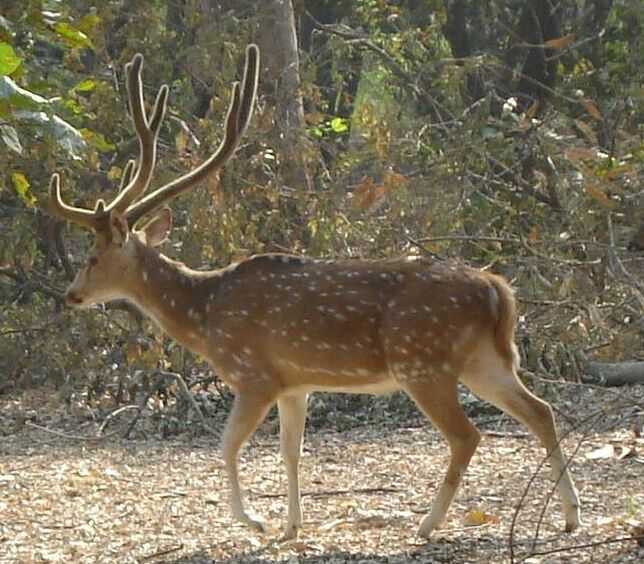 Hangul Kashmir stag from the Nawabganj Bird Sanctuary (on Kanpur-Lucknow road).